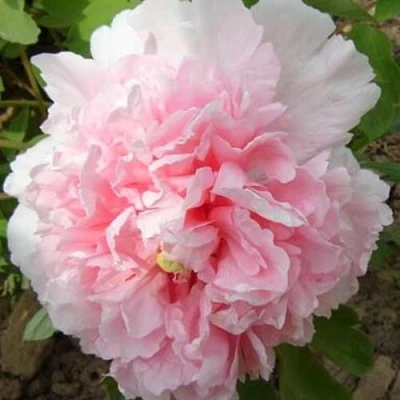 Пион БУКЕТ РОЗОВЫХ ГВОЗДИК древовидный в Королеве