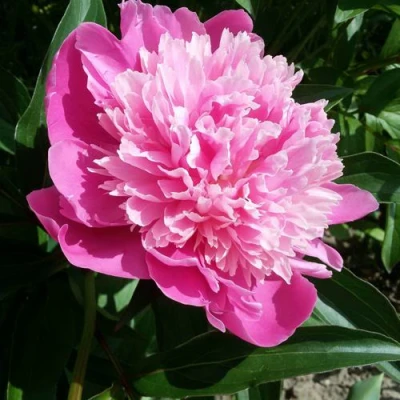 Пион ГОЛУБАЯ ХРИЗАНТЕМА травянистый в Королеве