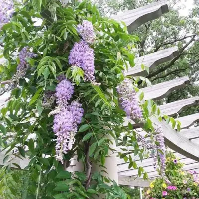 Глициния макростахия БЛЮ МУН в Королеве