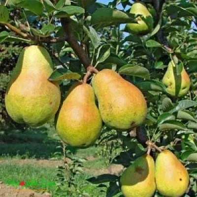 Груша ДОБРЯНКА в Королеве