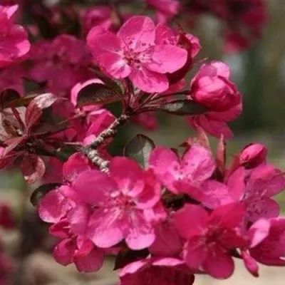 Яблоня РЕД КЕТТИ в Королеве