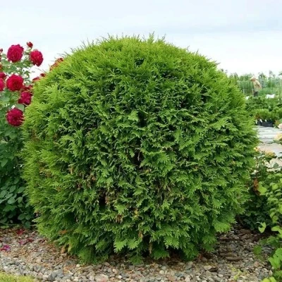 Туя ВУДВАРДИ западная в Королеве