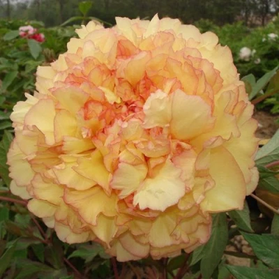 Пион ЗОЛОТАЯ РОССЫПЬ древовидный в Королеве