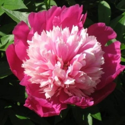 Пион КАПЛЯ РОСЫ травянистый в Королеве