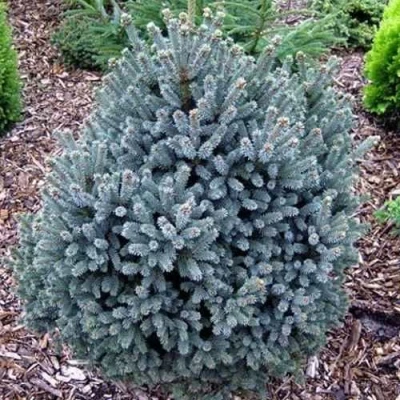 Ель НАНА сизая в Королеве