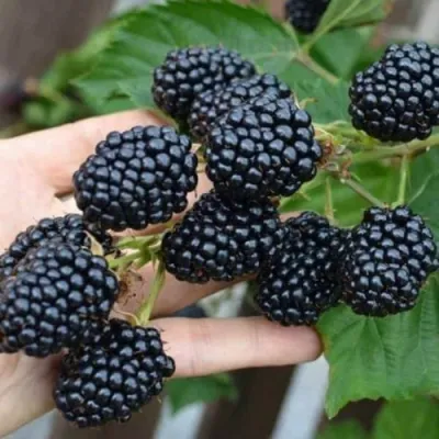 Ежевика ДЖАМБО бесшипная в Королеве