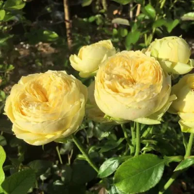 Роза КАТАЛИНА спрей в Королеве