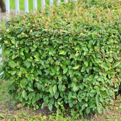 Кизильник блестящий в Королеве