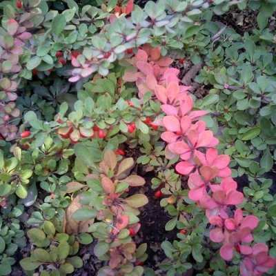 Барбарис ГРИН КАРПЕТ тунберга в Королеве