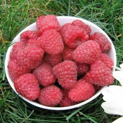 Малина КАРАМЕЛЬНАЯ в Королеве