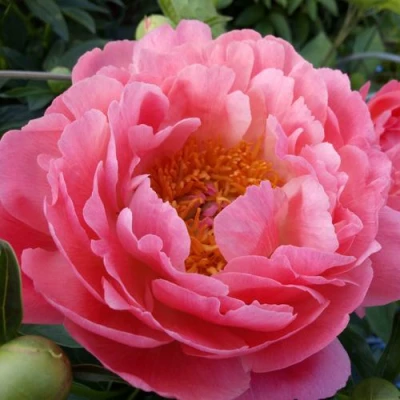 Пион КОРАЛ САНСЕТ травянистый в Королеве