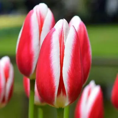 Тюльпан КЭНДИ ЭППЛ ДИЛАЙТ Дарвинов гибрид в Королеве