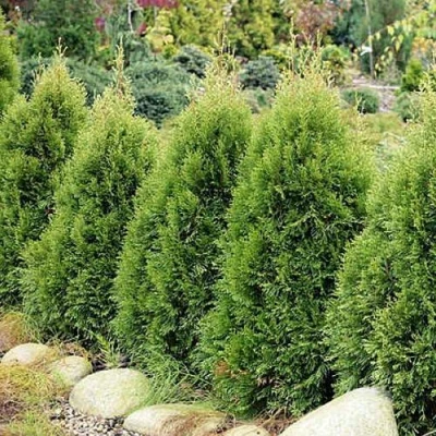 Туя СМАРАГД ВИТБОНТ западная в Королеве