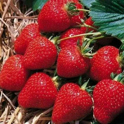 Клубника КИМБЕРЛИ в Королеве