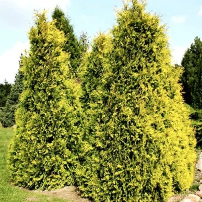 Туя САЛЛАНД западная в Королеве