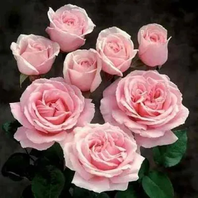 Роза ФРЕДЕРИК МИСТРАЛЬ чайно-гибридная в Королеве