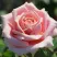 Роза ФРЕДЕРИК МИСТРАЛЬ чайно-гибридная в Королеве