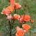Роза АЛЕГРИЯ спрей в Королеве