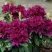 Рододендрон КАЛИ в Королеве