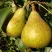 Груша ГЕНЕРАЛ ЛЕКЛЕРК в Королеве