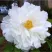 Пион БЕЛЫЙ НЕФРИТ древовидный в Королеве