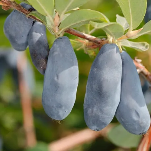 Жимолость съедобная СИНИЙ УТЕС  Жимолость съедобная СИНИЙ УТЕС в Королеве