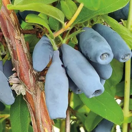 Жимолость съедобная ВОСТОРГ  Жимолость съедобная ВОСТОРГ в Королеве