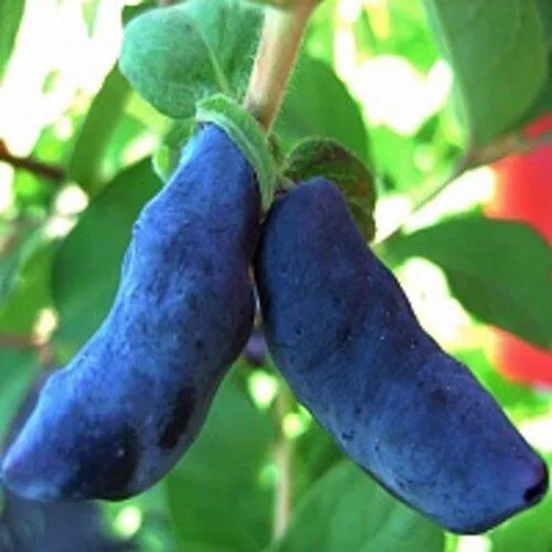 Жимолость съедобная БАКЧАРСКИЙ ВЕЛИКАН  Жимолость съедобная БАКЧАРСКИЙ ВЕЛИКАН в Королеве