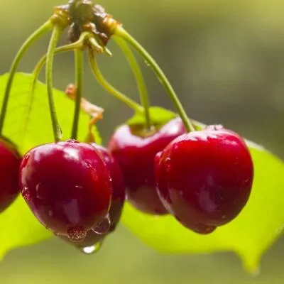 Черешня СИНЯВСКАЯ  Черешня СИНЯВСКАЯ в Королеве