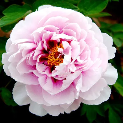 Пион ПЕРСИК ПОД СНЕГОМ древовидный в Королеве