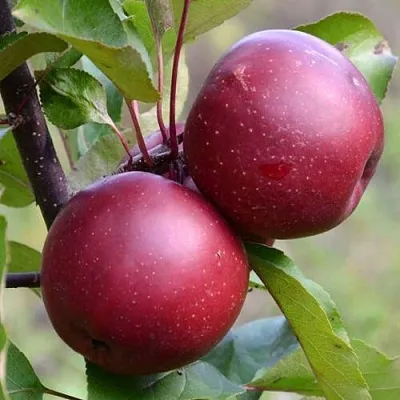 Красномясая  Красномясая в Королеве