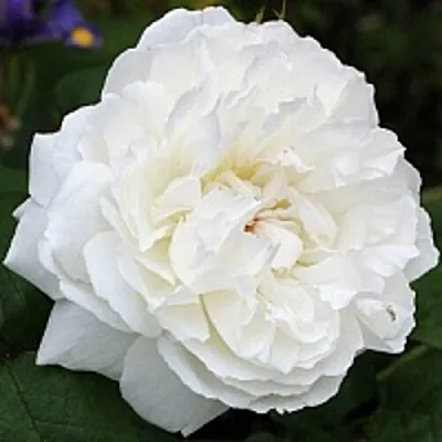 Саженцы роз ВИНЧЕСТЕР КАФЕДРАЛ английская  Саженцы роз ВИНЧЕСТЕР КАФЕДРАЛ английская в Королеве