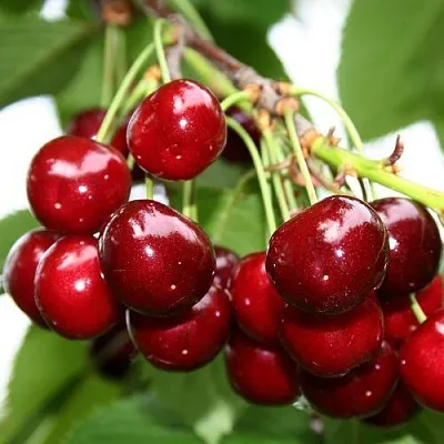 Черешня МИНЧАНКА  Черешня МИНЧАНКА в Королеве