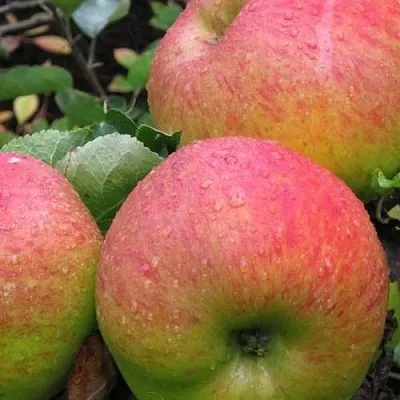 Яблоня ЯБЛОЧНЫЙ СПАС  Яблоня ЯБЛОЧНЫЙ СПАС в Королеве