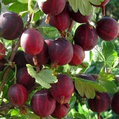 Крыжовник ХИННОМАКИ РОТ  Крыжовник ХИННОМАКИ РОТ в Королеве