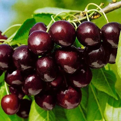 Черешня ВИТЯЗЬ  Черешня ВИТЯЗЬ в Королеве