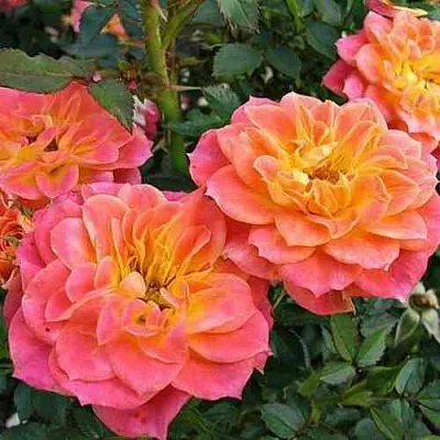 Саженцы роз МАНДАРИН миниатюрная в Королеве