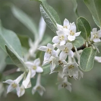 ЛОХ СЕРЕБРИСТЫЙ  ЛОХ СЕРЕБРИСТЫЙ в Королеве
