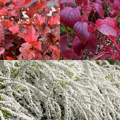 Комплект ЖИВАЯ ИЗГОРОДЬ в Королеве