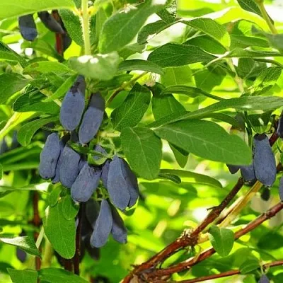 Жимолость съедобная ЛЕБЁДУШКА в Королеве