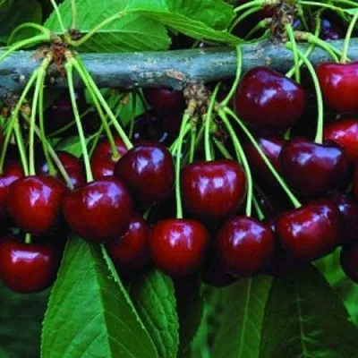 Черешня ВЕДА  Черешня ВЕДА в Королеве