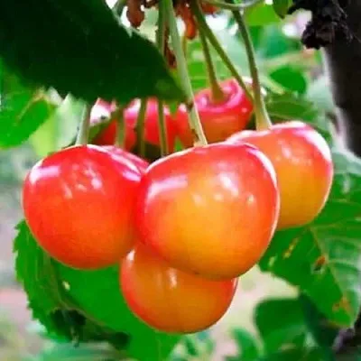 Черешня ДОНЧАНКА  Черешня ДОНЧАНКА в Королеве