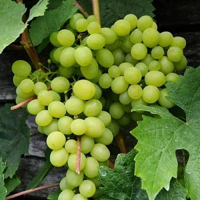 Виноград АЛЕШЕНЬКИН  Виноград АЛЕШЕНЬКИН в Королеве
