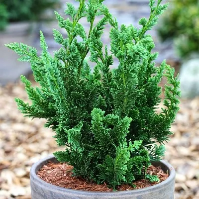 Кипарисовик ВИСЕЛЛИ лавсона  Кипарисовик ВИСЕЛЛИ лавсона в Королеве