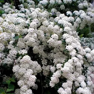 Спирея ВАНГУТТА  Спирея ВАНГУТТА в Королеве