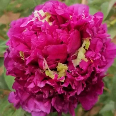 Пион ПОЛЕТ ЛАСТОЧКИ древовидный в Королеве