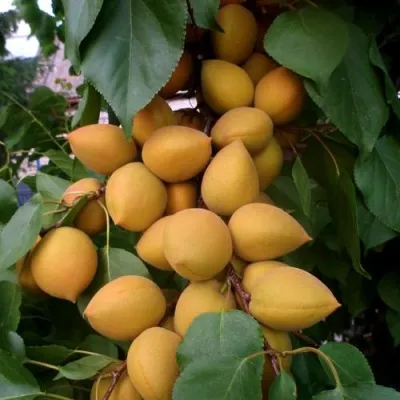 Абрикос МАНИТОБА — описание сорта Абрикос МАНИТОБА в Королеве