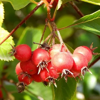 Боярышник ШАМИЛЬ  Боярышник ШАМИЛЬ в Королеве
