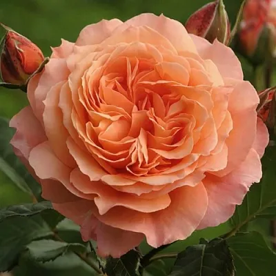 Саженцы роз БЕЛЬВЕДЕР шраб  Саженцы роз БЕЛЬВЕДЕР шраб в Королеве