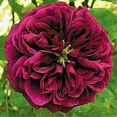 Саженцы роз ЗЕ ПРИНЦ английская  Саженцы роз ЗЕ ПРИНЦ английская в Королеве